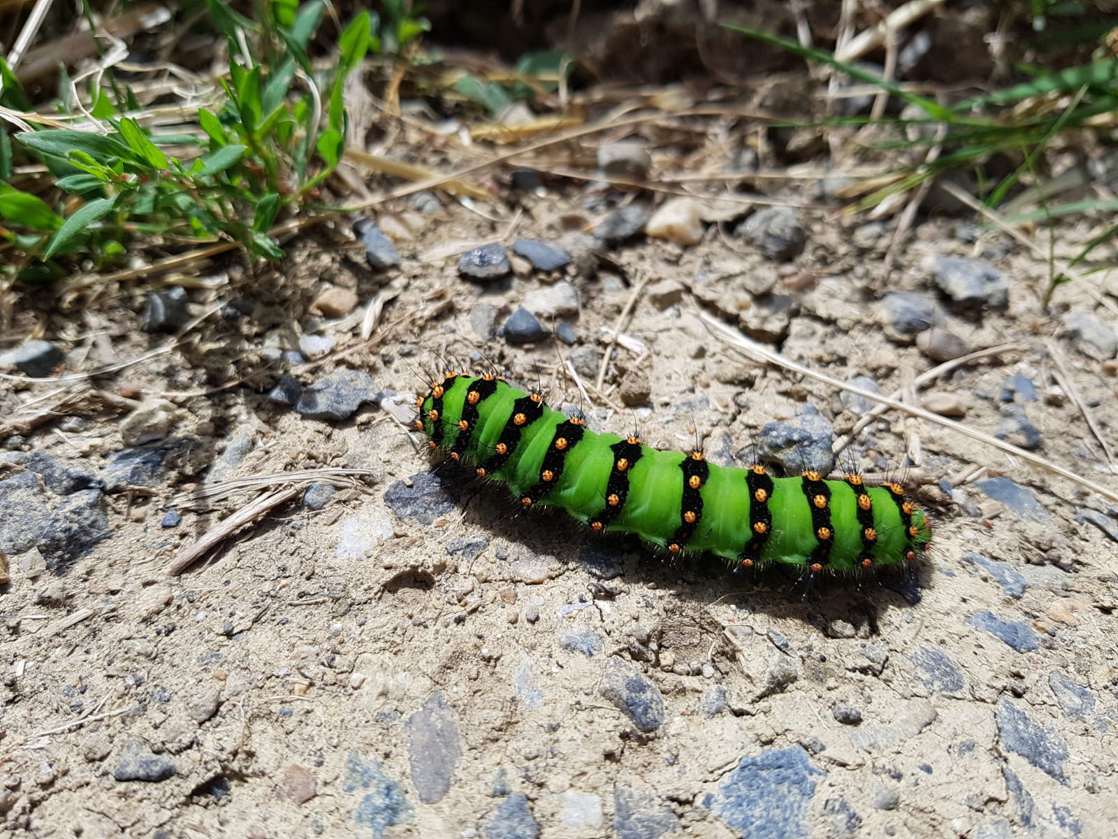 Welke vlinder komt er uit deze prachtige rups